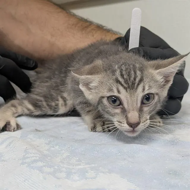 Adoptable Cat