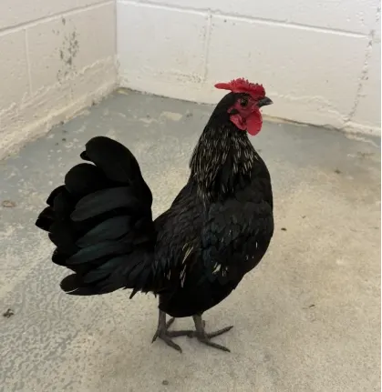 Adoptable Bird