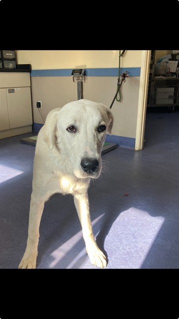 Adoptable Dog