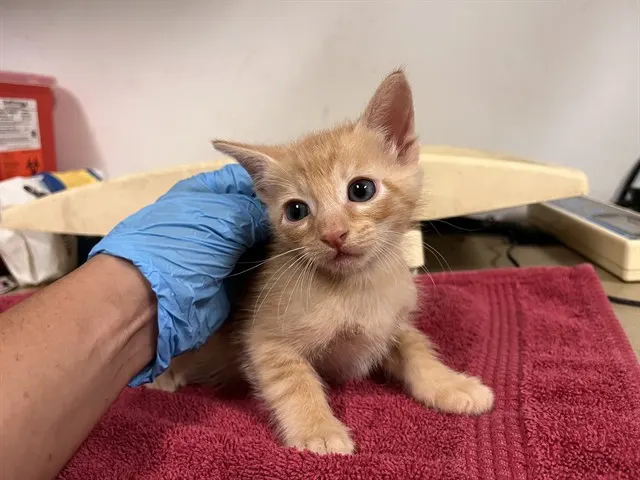 Adoptable Cat