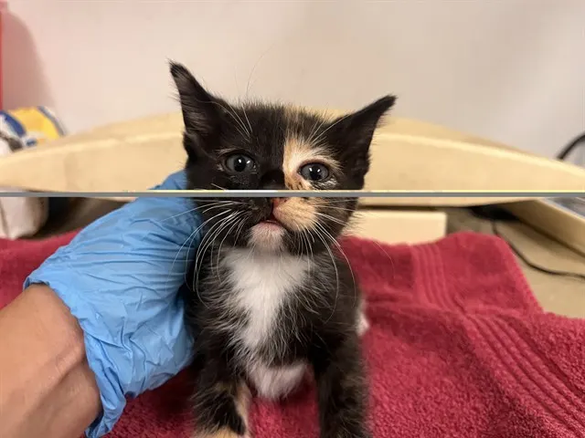 Adoptable Cat