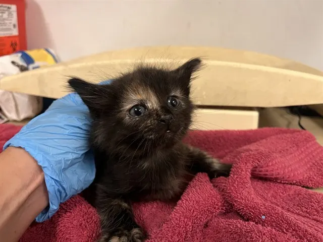 Adoptable Cat
