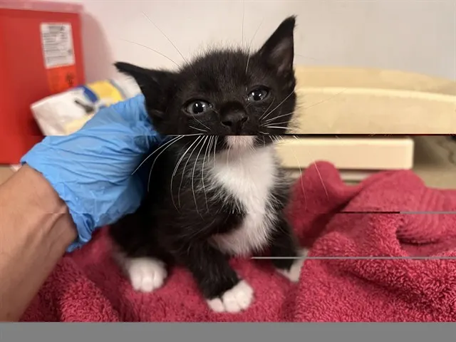 Adoptable Cat