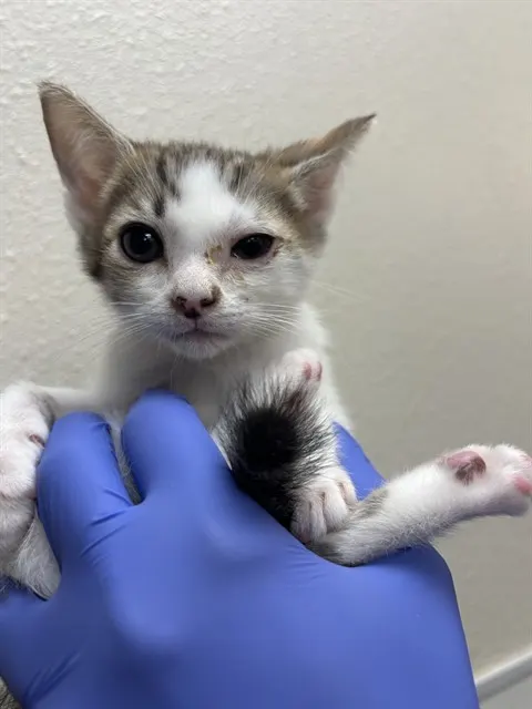 Theodore