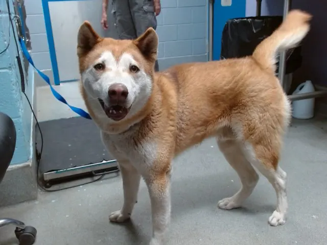 Dingo