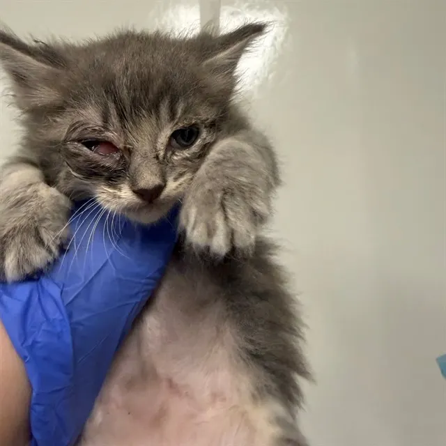 Elizabeth - In Foster