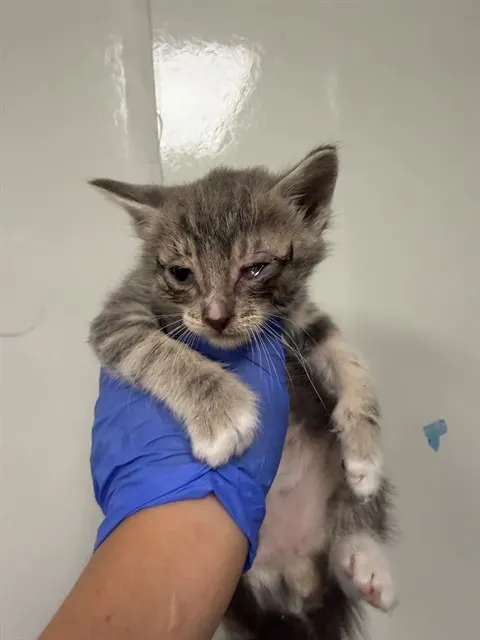 Jack - In Foster