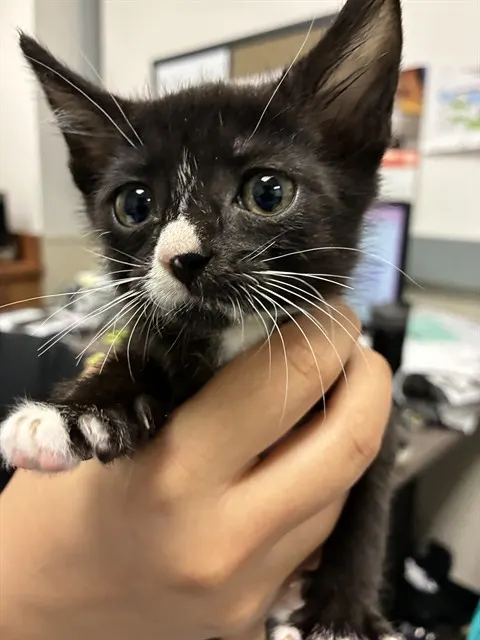 Adoptable Cat