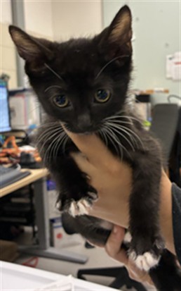 Adoptable Cat