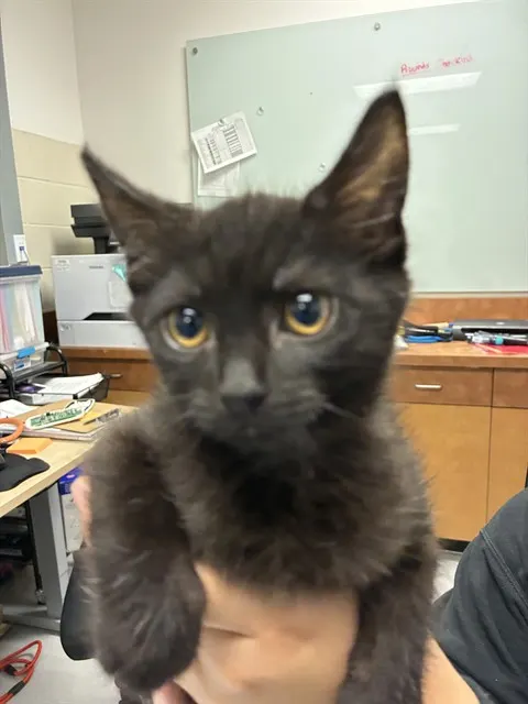 Adoptable Cat