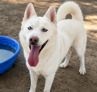 Max