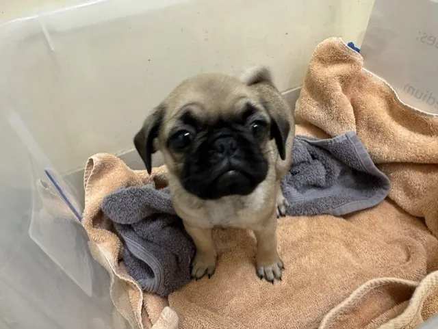 Adoptable Dog