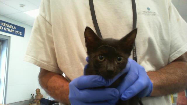 Adoptable Cat