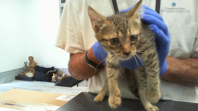 Adoptable Cat