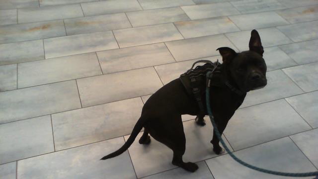 Sheba