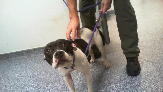 Adoptable Dog