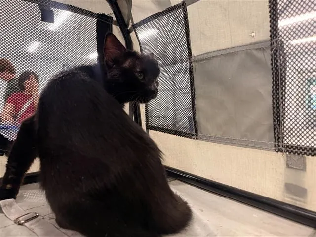 Adoptable Cat