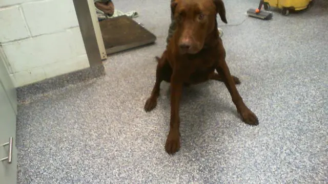 Adoptable Dog