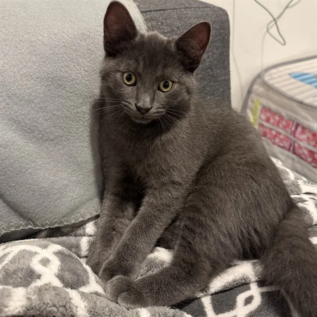 Clyde