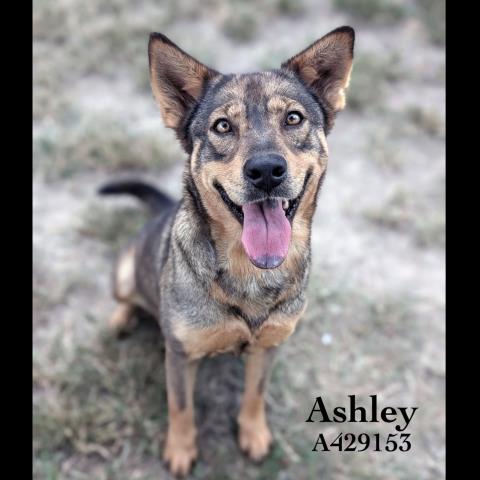Ashley