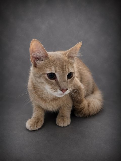 Archie