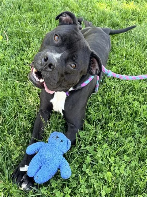 Dozer