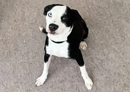 Cooper