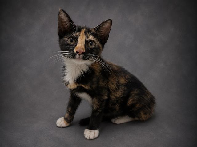 Pippa
