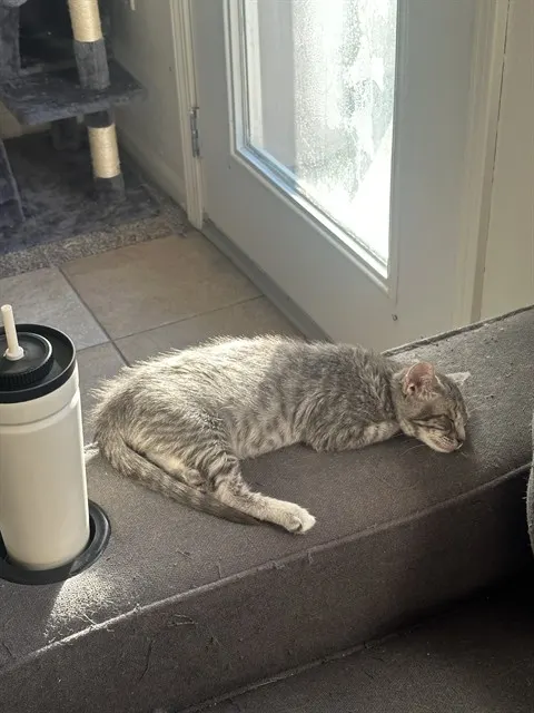 Stella Cat