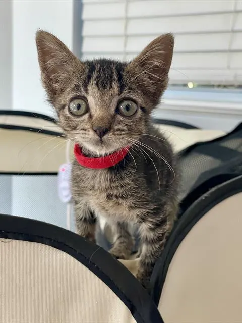 Dewey