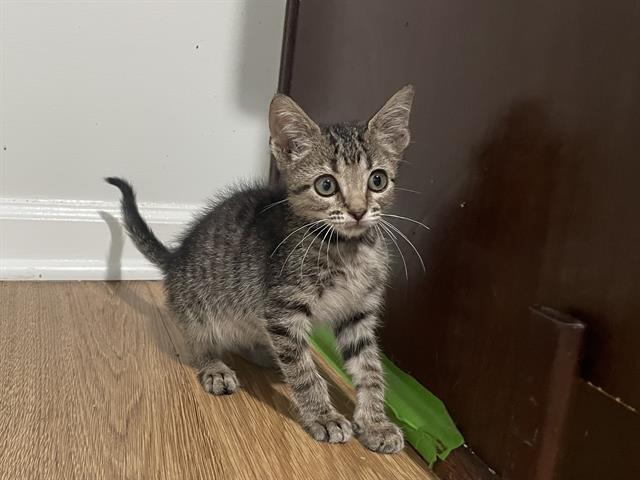 Louie