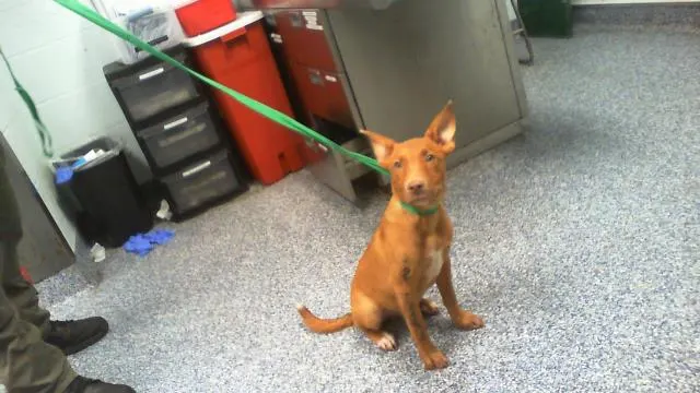 Adoptable Dog