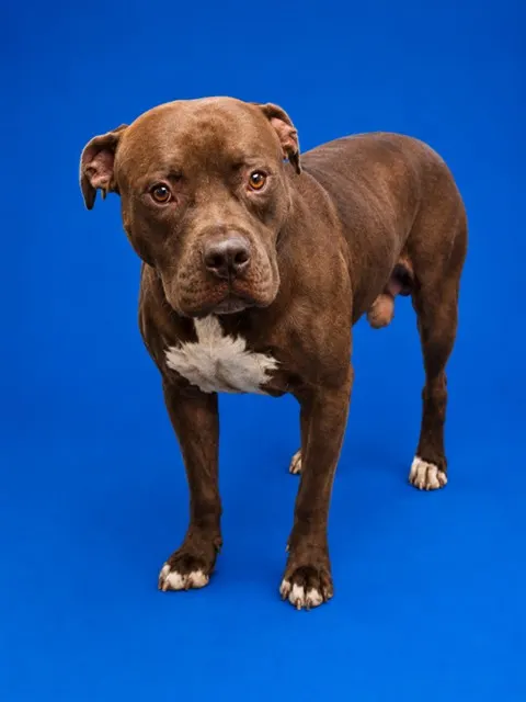 Brutus