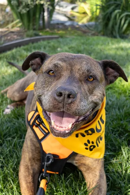 Maple - In Foster