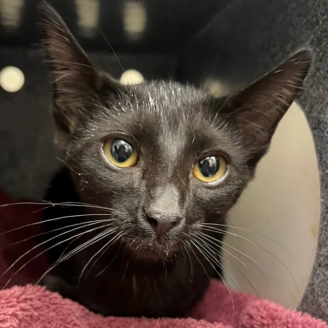 Adoptable Cat