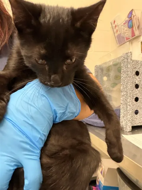 Adoptable Cat