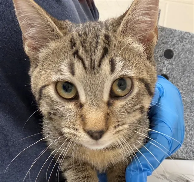 Adoptable Cat