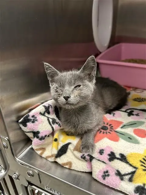Adoptable Cat