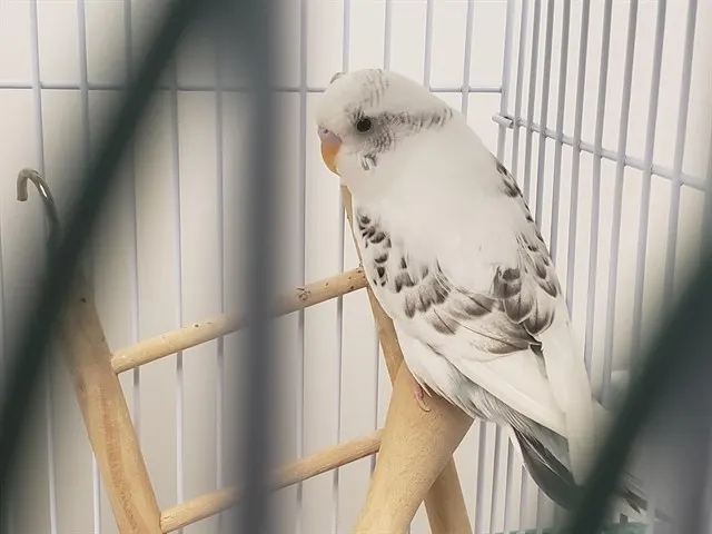 Willow