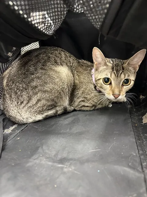 Adoptable Cat