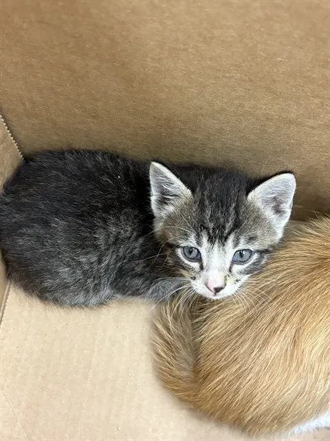Adoptable Cat