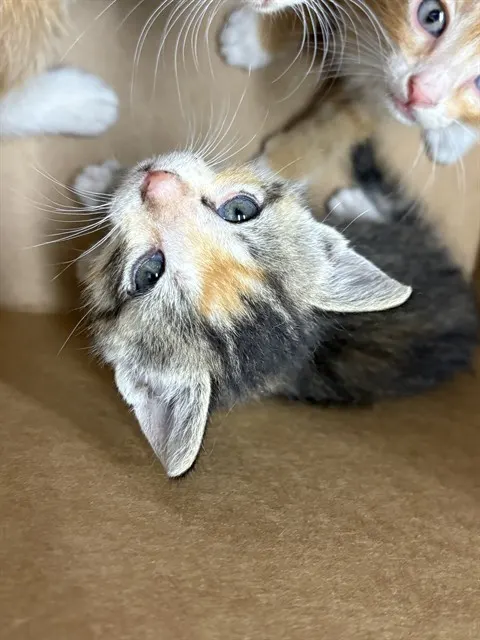 Adoptable Cat