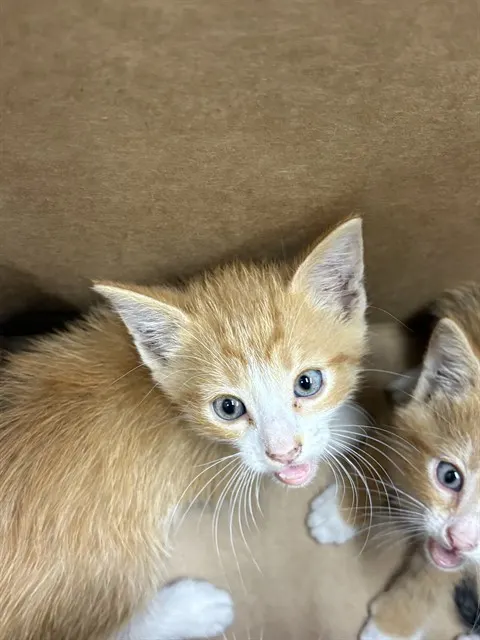 Adoptable Cat