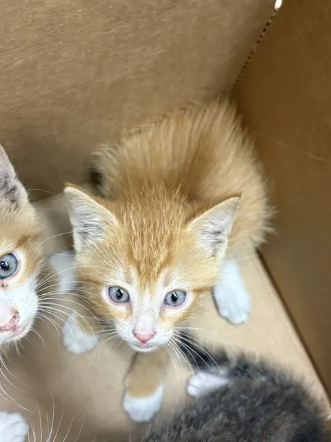 Adoptable Cat