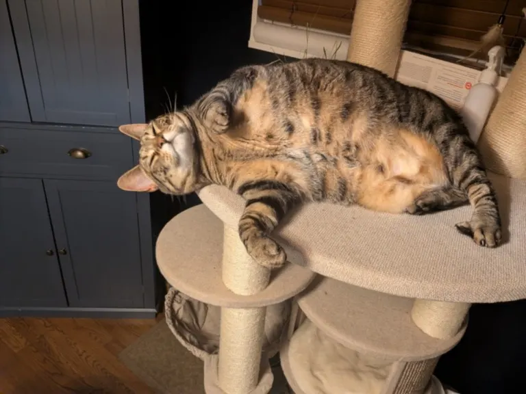 Jelly Roll