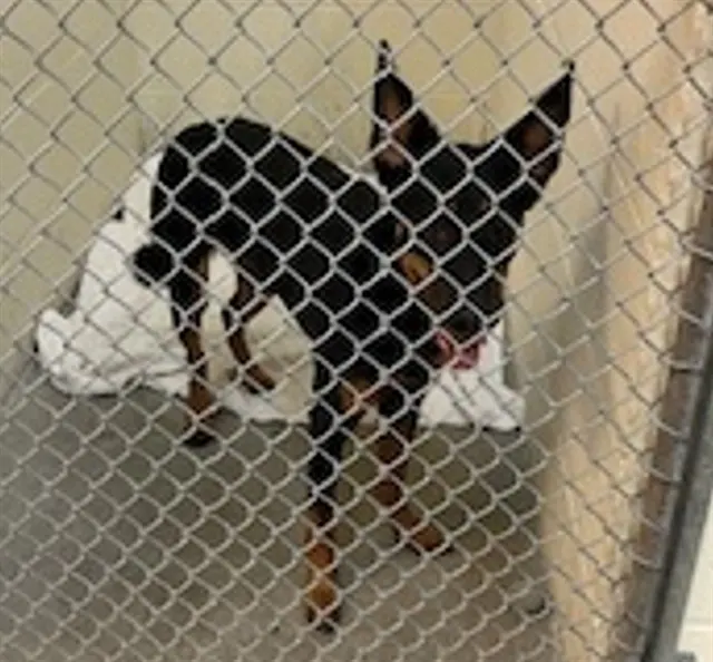 Adoptable Dog