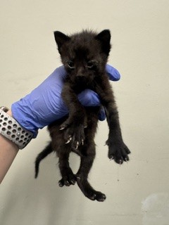 Onyx