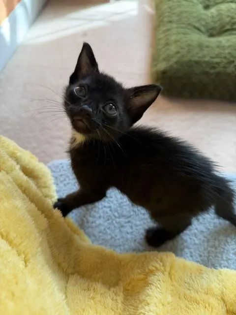 Alfie