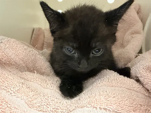 Danny Phantom - Needs A Foster