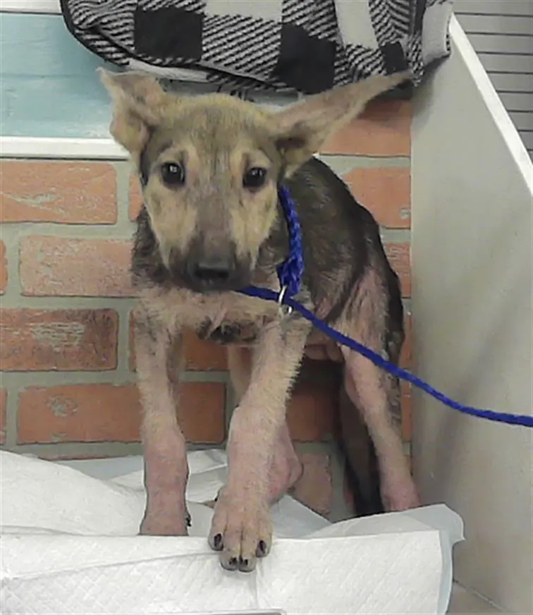 Adoptable Dog